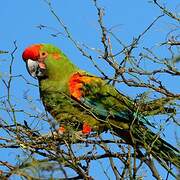 Red-fronted Macaw