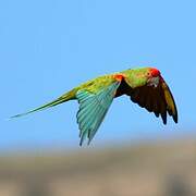 Red-fronted Macaw