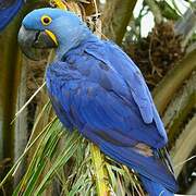 Hyacinth Macaw