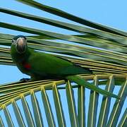 Red-shouldered Macaw