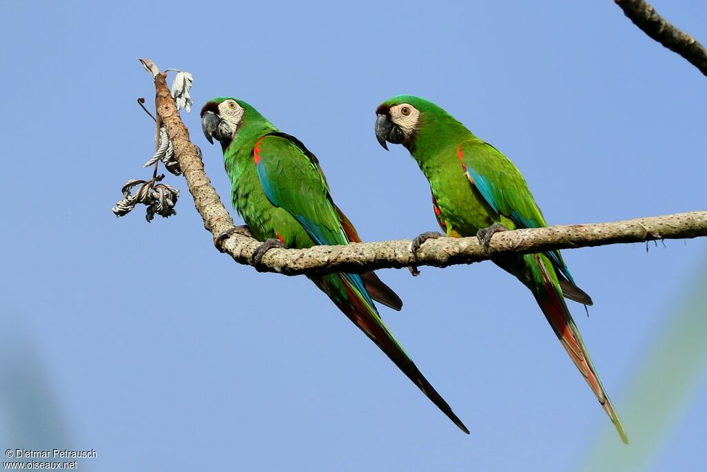 Chestnut-fronted Macawadult