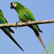 Chestnut-fronted Macaw