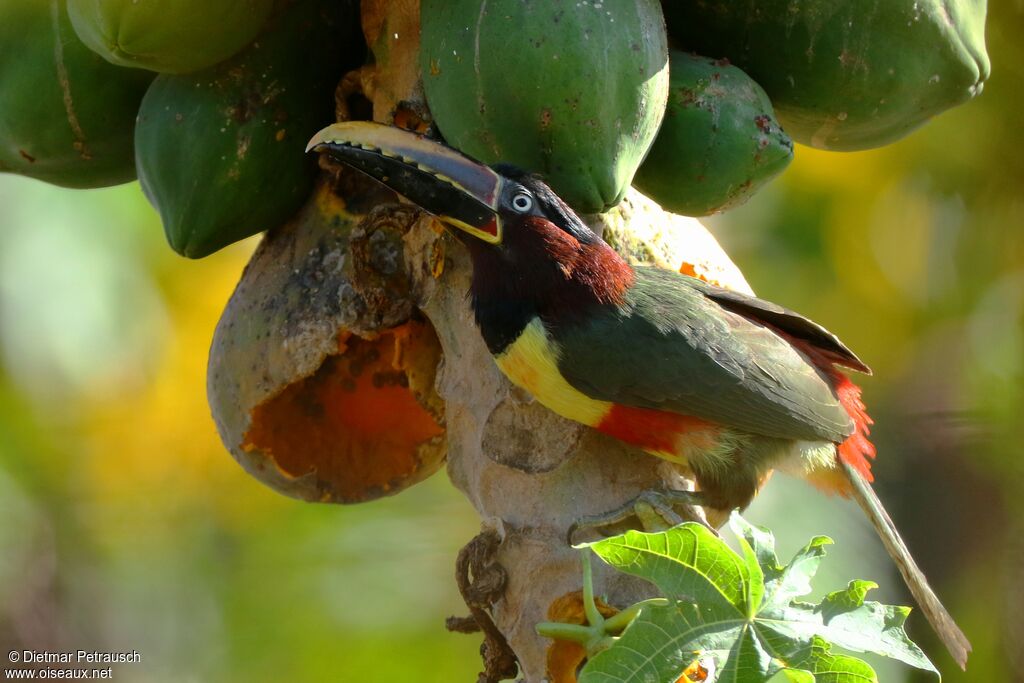 Araçari à oreillons rouxadulte, mange