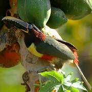 Chestnut-eared Aracari