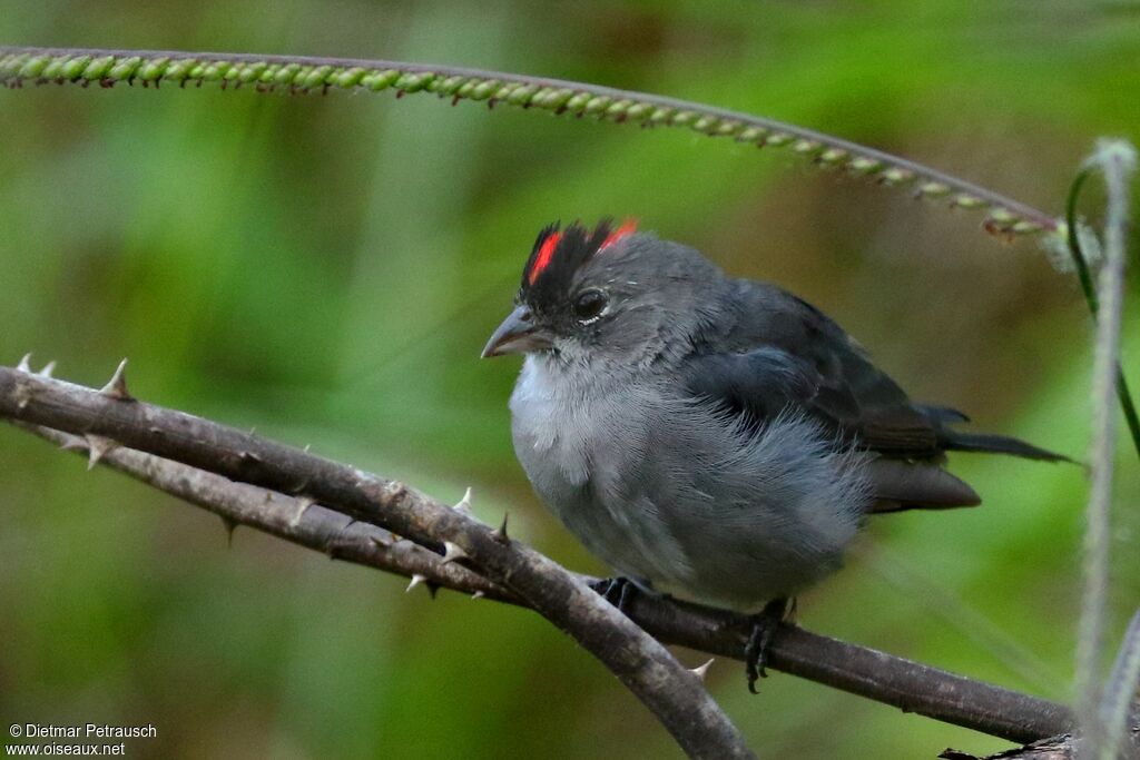 Grey Pileated Finchadult