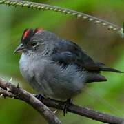 Grey Pileated Finch