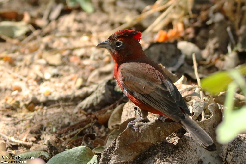 Red Pileated Finch male adult