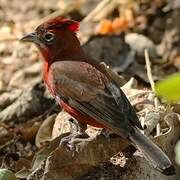 Red Pileated Finch