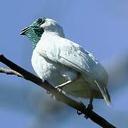 Bare-throated Bellbird