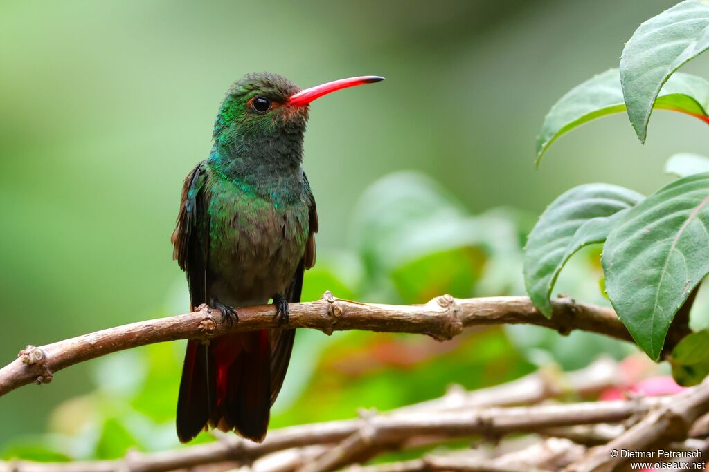 Ariane à ventre gris