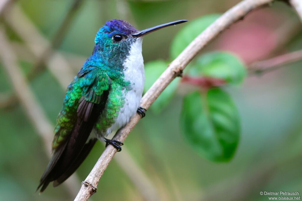 Ariane de Francia mâle adulte