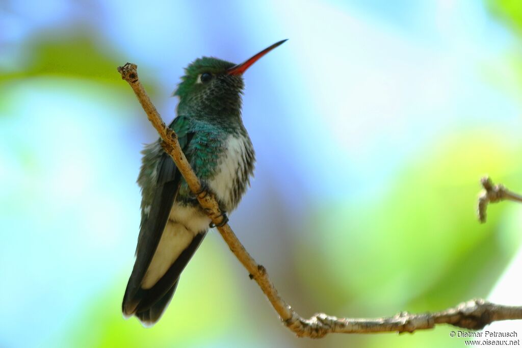 Glittering-throated Emerald female adult