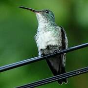 Plain-bellied Emerald