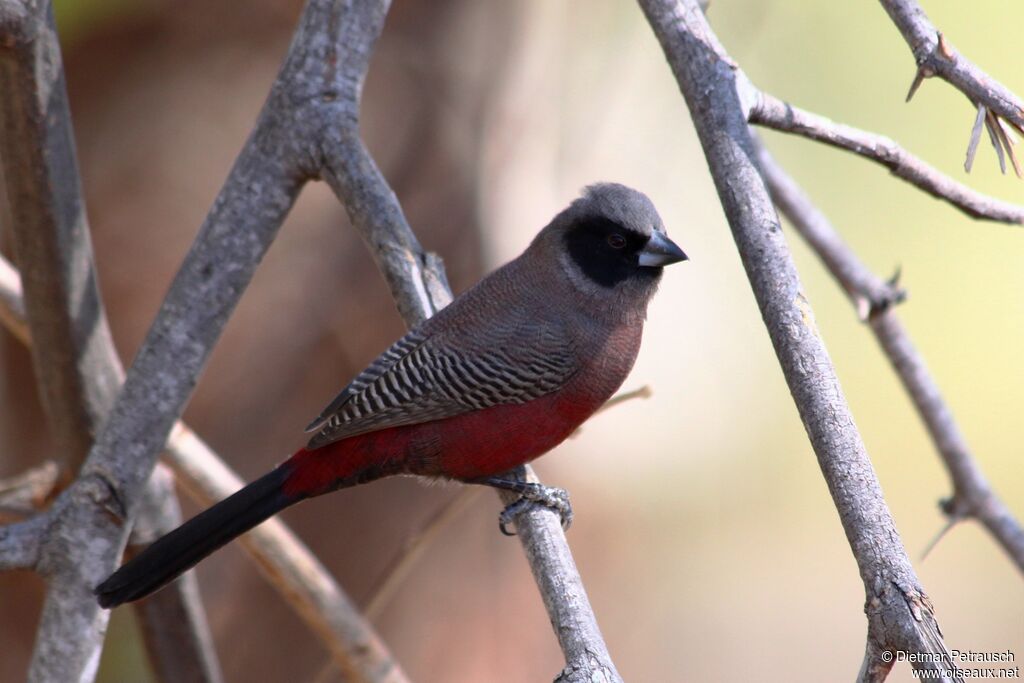 Black-faced Waxbill male adult