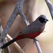 Black-faced Waxbill