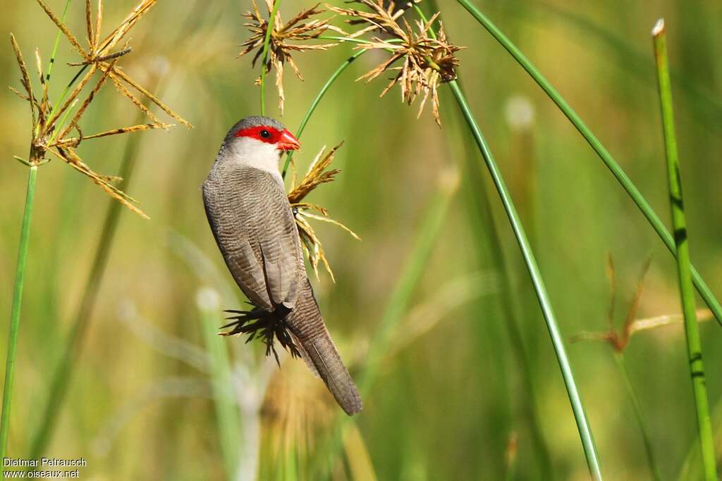 Common Waxbilladult