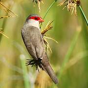 Common Waxbill