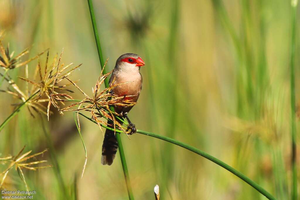 Common Waxbilladult