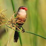 Common Waxbill