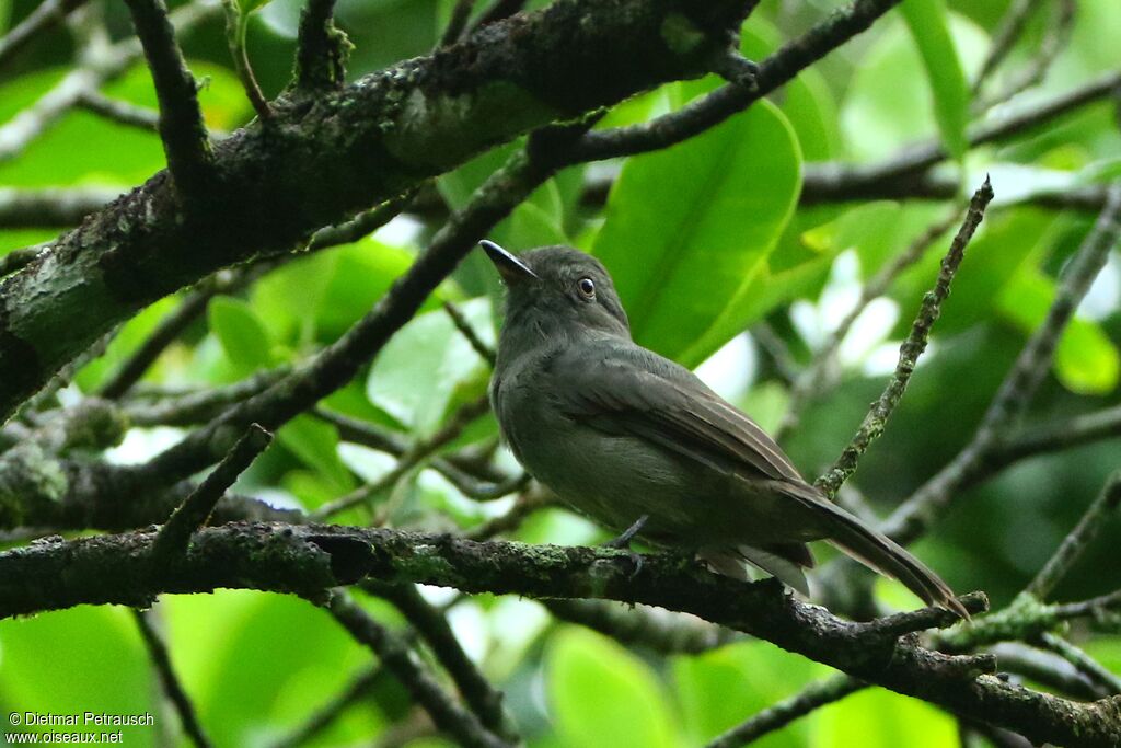 Greyish Mourneradult