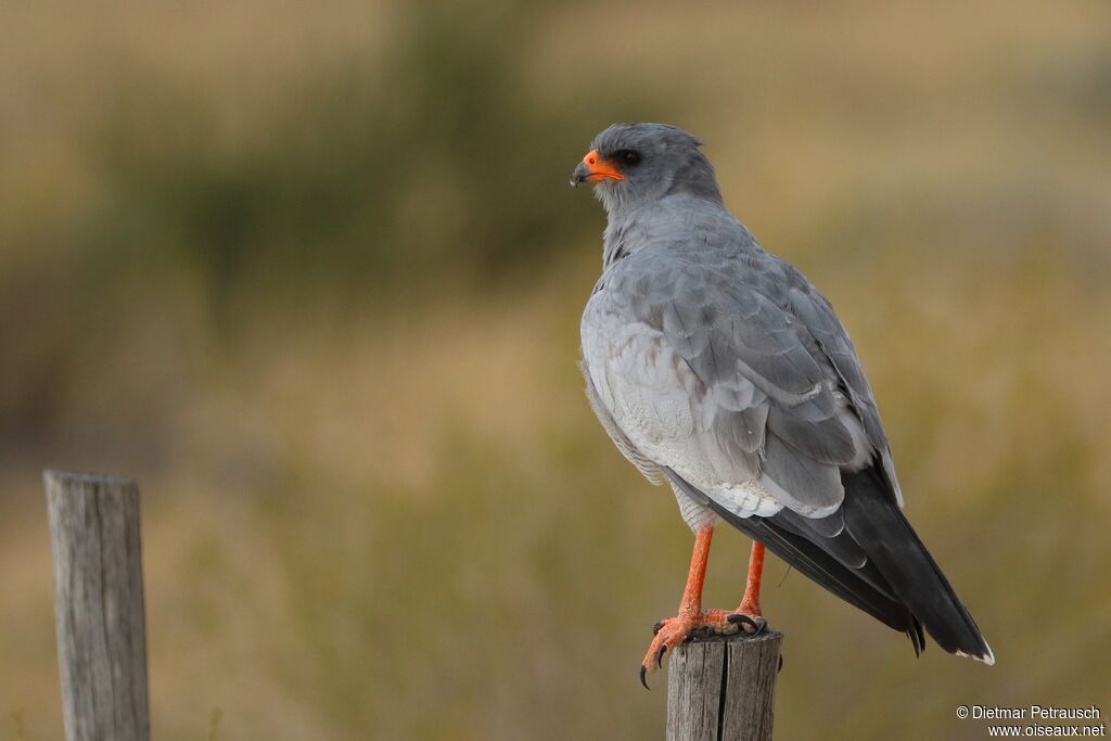 Pale Chanting Goshawkadult