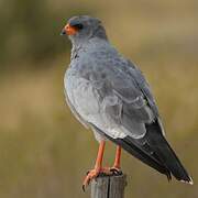 Pale Chanting Goshawk