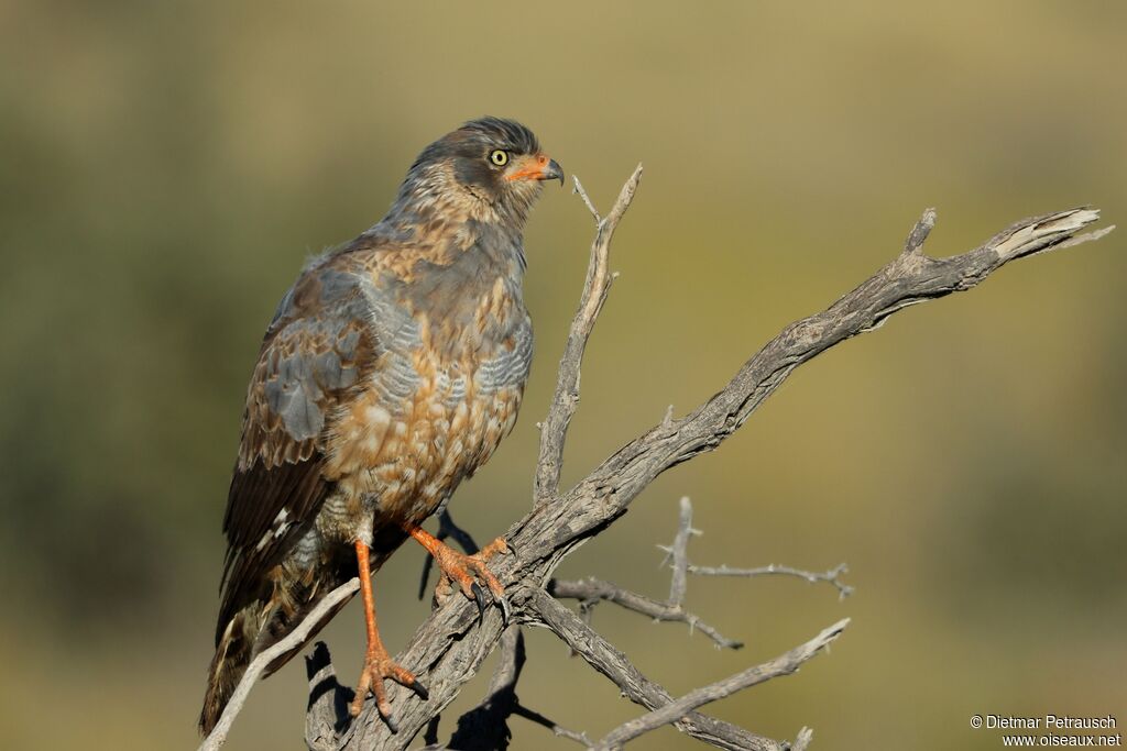 Pale Chanting Goshawksubadult, moulting