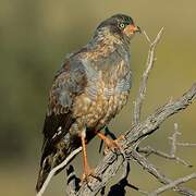 Pale Chanting Goshawk