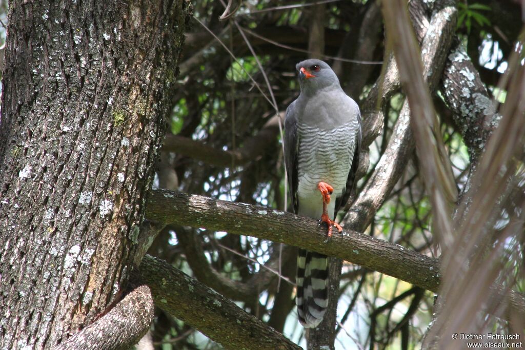 Gabar Goshawkadult