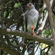 Gabar Goshawk