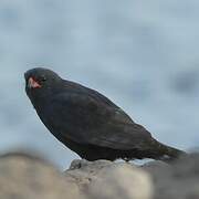 Gabar Goshawk