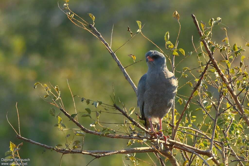 Dark Chanting Goshawkadult, habitat