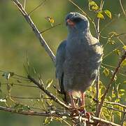 Dark Chanting Goshawk