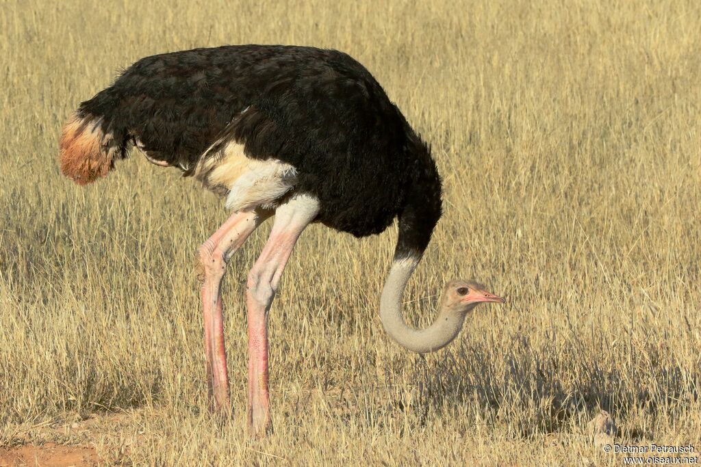 Common Ostrich male