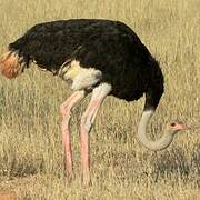 Common Ostrich