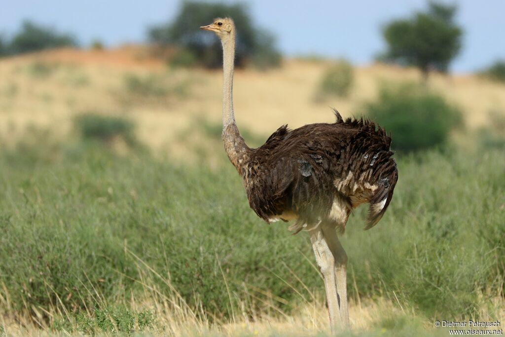 Common Ostrich female