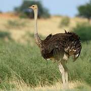 Common Ostrich