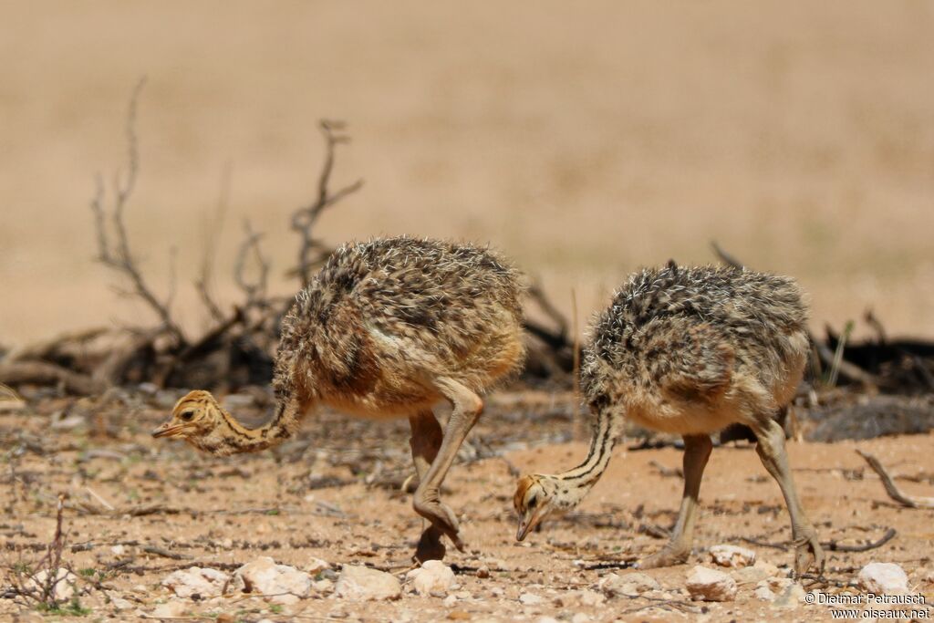 Common Ostrichjuvenile