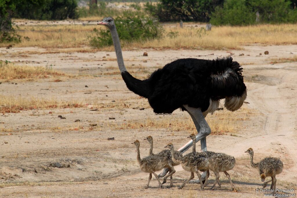 Common Ostrich