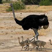 Common Ostrich