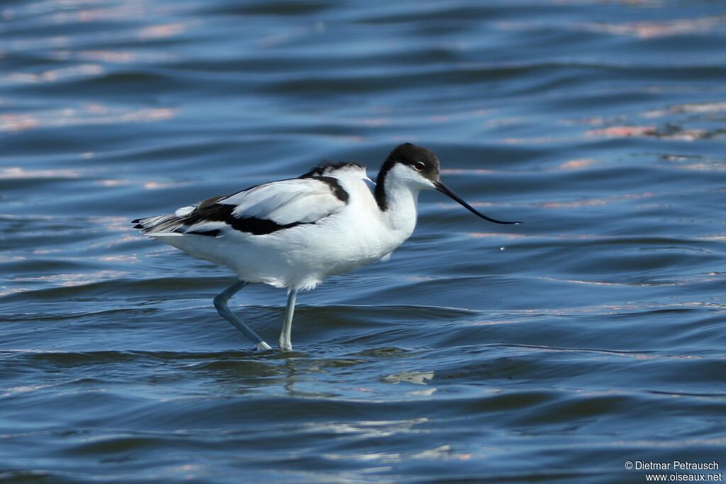 Avocette éléganteadulte