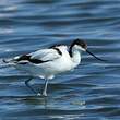 Avocette élégante