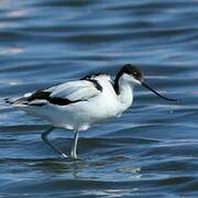 Pied Avocet