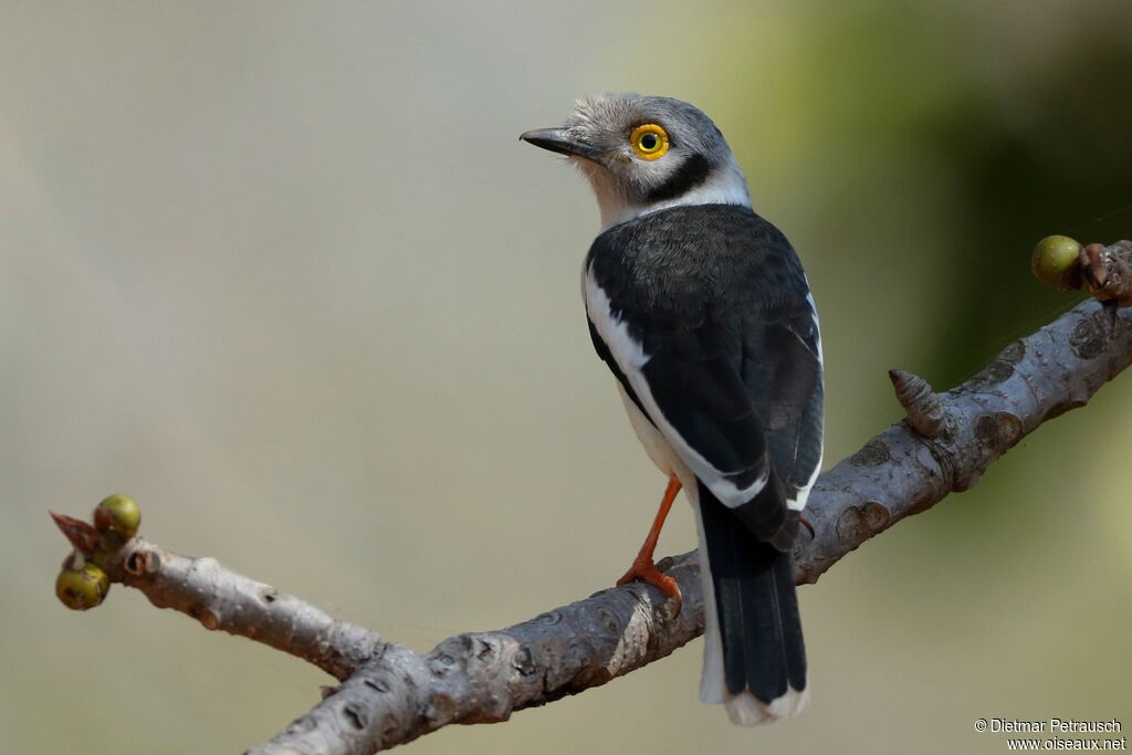 White-crested Helmetshrikeadult