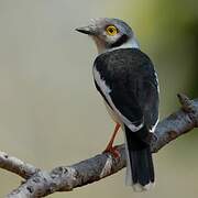 White-crested Helmetshrike