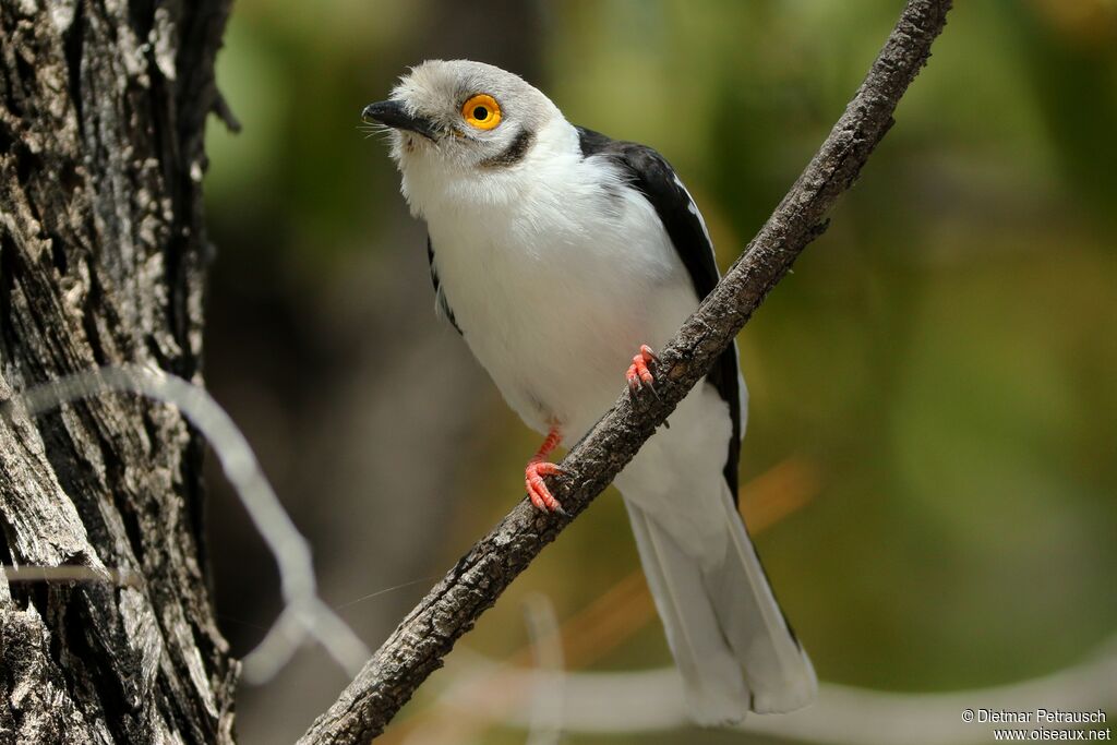 White-crested Helmetshrikeadult