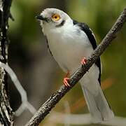 White-crested Helmetshrike