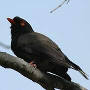 Retz's Helmetshrike