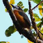 Barbacou à face blanche