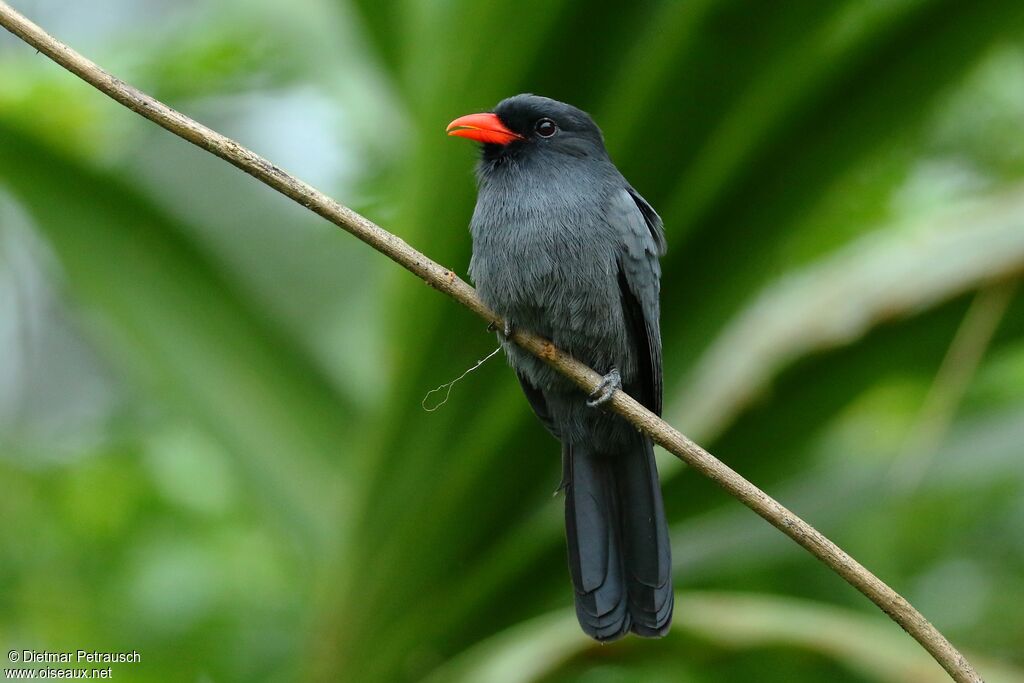 Black-fronted Nunbirdadult, identification